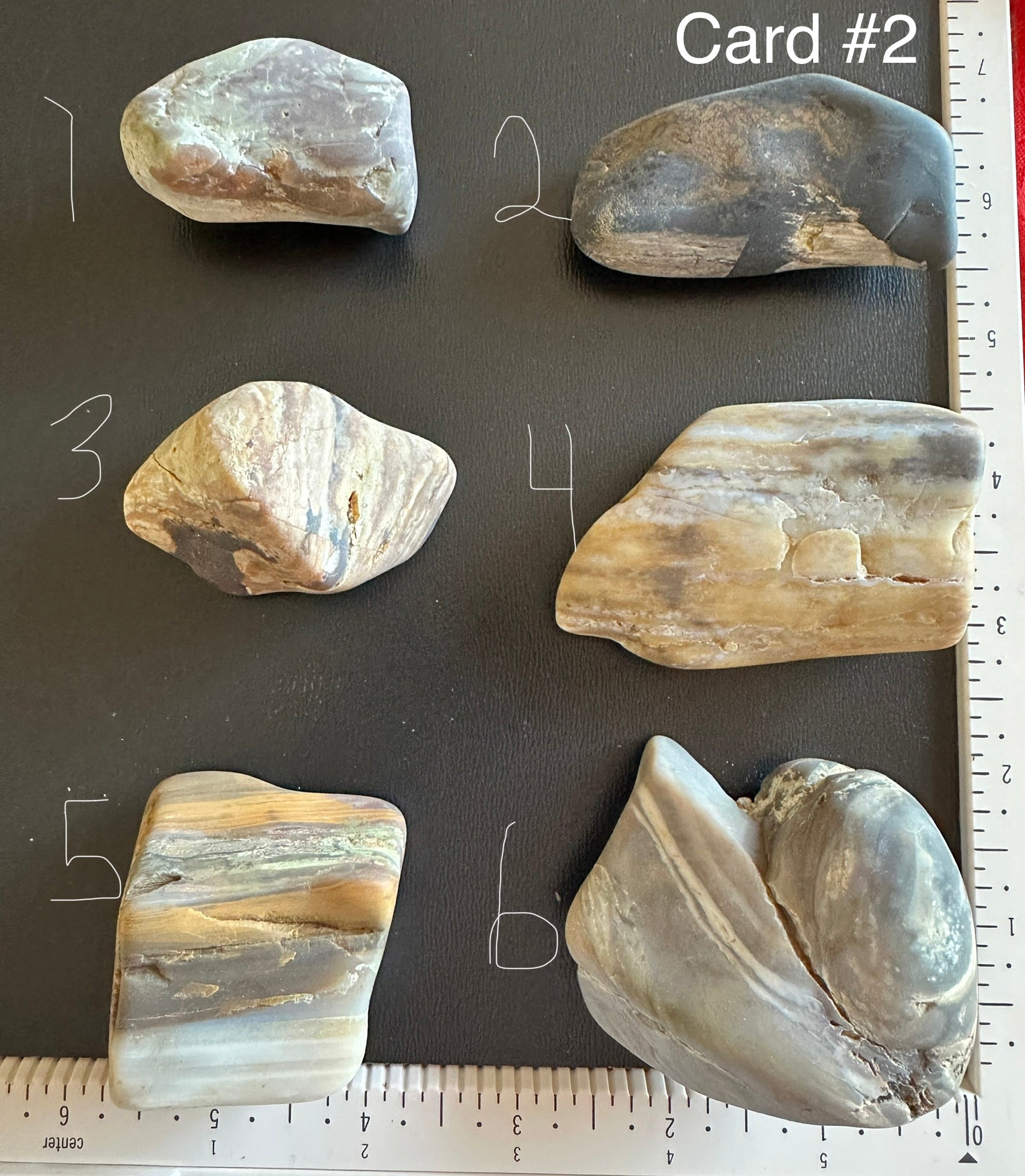 Petrified Wood - Card #2 - semi polished