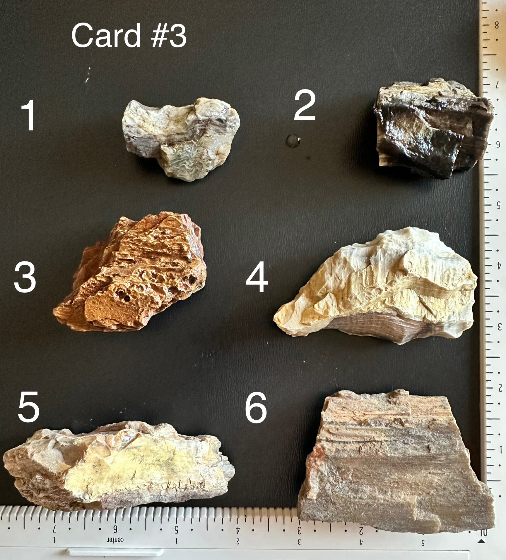 Petrified Wood - Card #3