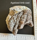 Agatized limb cast